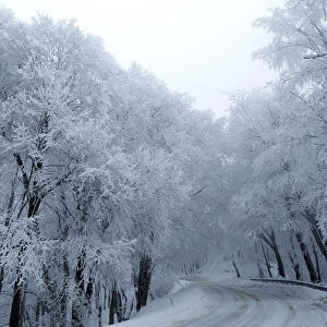 Snow covered trees are seen outside Tbilisi