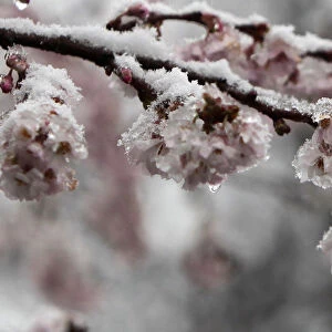 Snow covers lingering cherry blossoms after an unseasonably warm weather in Prague