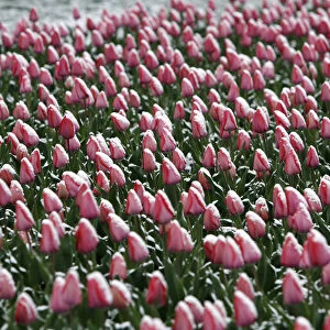 Snow covers tulips blooming in a park near the White House after a rare April snowfall