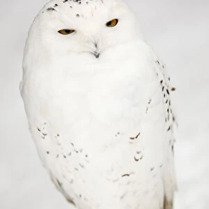 A snowy owl is seen in Burford