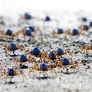 Soldier crabs scuttle across the sand during low tide at Quibray Bay in the south of Sydney