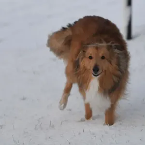 Sonny the collie dog runs through snow in Hillsborough
