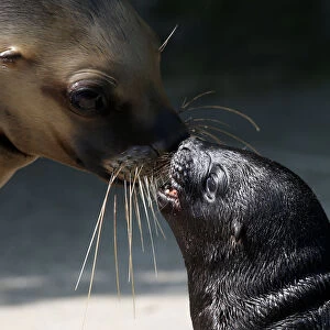 South American sea lion cub Alida shouts to its mother Kelo at Tiergarten Schoenbrunn