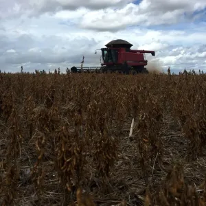 Soybeans are harvested at a farm in Porto Nacional Soybeans are harvested at a farm in Porto Nacional