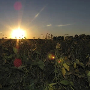 Soybeans are seen before being harvested on the outskirts of General Villegas