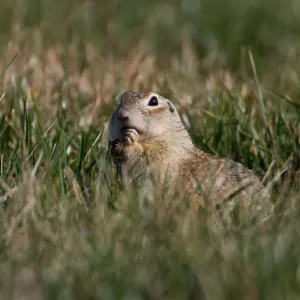 Speckled ground squirrel feeds in a field near the village of Yushevichi Speckled ground squirrel feeds in a field near the village of Yushevichi