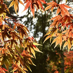 Spectacular autumn colours appear at Westonbirt Arboretum in south west England