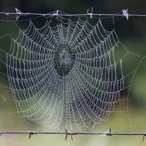 A spider web is seen in a forest near the village of Babchin