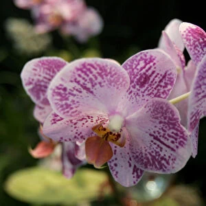 An Ever Spring orchid is displayed at the 55th annual Nairobi Orchid Show
