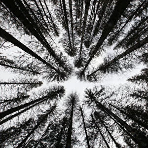 A spruce forest attacked by engrave beetles is seen at the Czech Republics Sumava