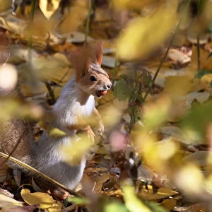 A squirrel carries a nut in Omsk