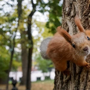 A squirrel clambers on a tree at a park in autumn foliage in Almaty