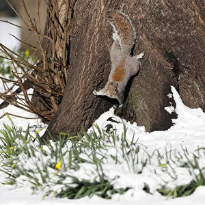 A squirrel forages in the snow in St James Park, London