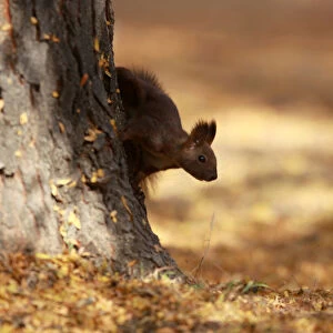 A squirrel plays at a city park during an unusually warm October day in Skopje