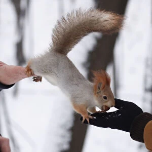 A squirrel is seen on pedestrians hands in a park in Moscow