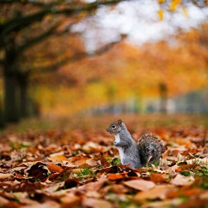 A squirrel sits amongst leaves in Hyde Park during autumnal weather in London