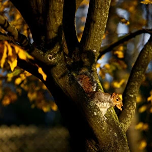 A squirrel sits in a tree in Holland Park during autumnal weather in London