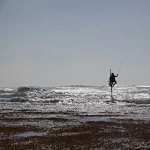 A Sri Lankan fisherman makes his daily catch while sitting on a traditional stilt in Talpe