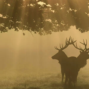 Two stag deer are seen through the mist at dawn during the annual rutting season in