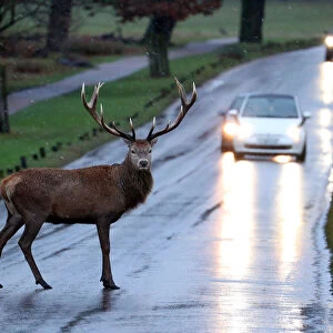 A stag deer stands in the road in Richmond Park, in west London