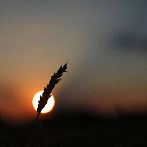 A stalk of soft red winter wheat is seen against the setting sun in Dixon, Illinois
