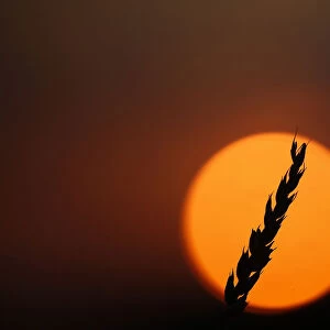 A stalk of soft red winter wheat is seen against the setting sun in Dixon