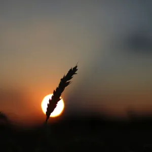 A stalk of soft red winter wheat is seen against the setting sun in Dixon, Illinois
