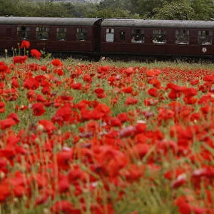 A steam train passes a poppy field on the outskirts of Loughborough