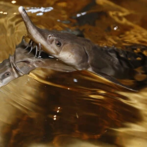 Sterlet, a breed of sturgeon, swim in a tank at the Beloyarsky state fish hatchery in the