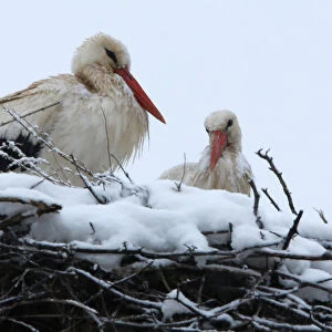 Storks rest on their snow-covered nest in Skopje