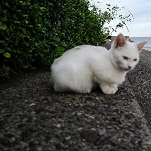 A stray cat is pictured at a beach in Beppu