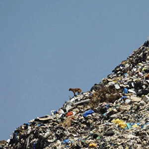 A stray dog stands on a rubbish dump at the seafront in Sidon