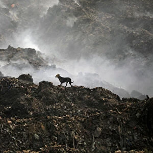 A stray dog stands as smoke billows from a burning garbage dump on outskirts of Ahmedabad