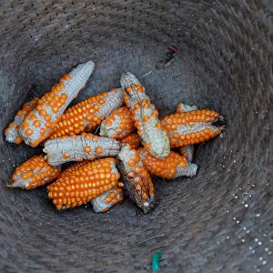 Stunted corn are pictured inside a rattan basket in a cornfield at Nuodong village