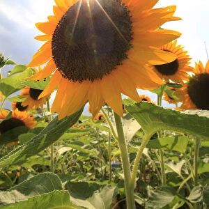 The sun shines over a sunflower at an annual sunflower festival in Tokyo