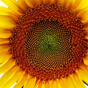 A sunflower is pictured in a field near Frauenkirchen in Austria