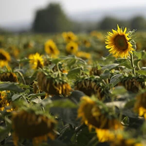 Sunflowers damaged by drought are seen on a field near the village of Matzendorf