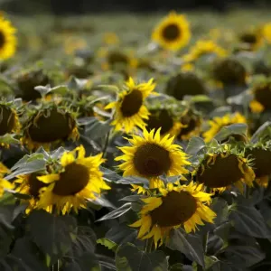 Sunflowers damaged by drought are seen on a field near the village of Matzendorf