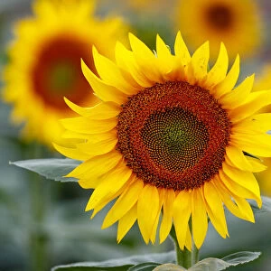 Sunflowers are pictured in a field near Frauenkirchen in Austria