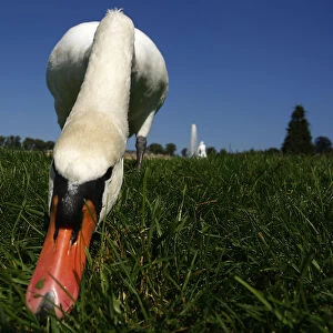 A swan eats grass in park of the Sans Souci palace in Potsdam
