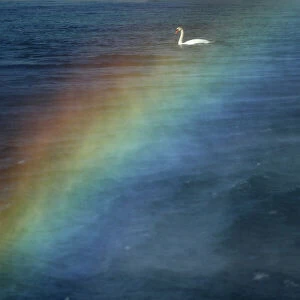 A swan is pictured through a rainbow created by the water falling from the Jet d Eau