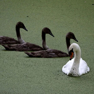 A swan and its signets sit in near dried up ornamental lakes of Wanstead Park that are