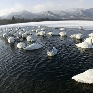 Swans float on the waters of Akan National Parks Lake Kussharo in Teshikaga town