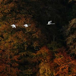 Swans fly over Loch Faskally, Pitlochry, Scotland