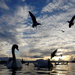 Swans and gulls feed on treats left by the tourist at Ohrid Lake in Ohrid