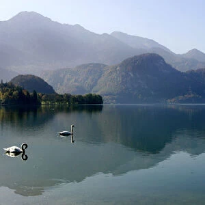 Swans swim in lake on sunny autumn day in the southern Bavarian town of Kochel