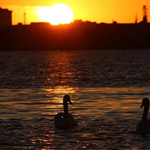 Swans swim during sunset in Sasyk-Sivash lake near Yevpatoriya