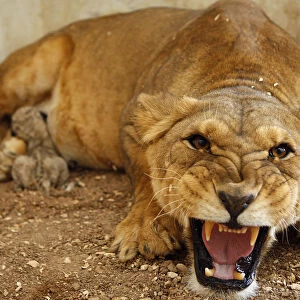 Tamara, a lioness, roars at visitors while feeding her two-day old cub at their enclosure