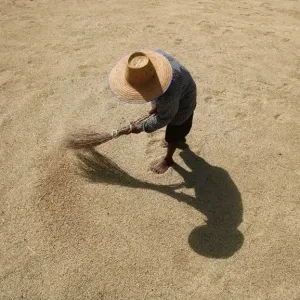 A Thai farmer dries rice grains in Buriram province A Thai farmer dries rice grains in Buriram province
