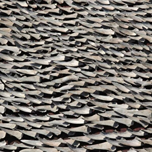 Over ten thousand pieces of shark fins are dried on the rooftop of a factory building